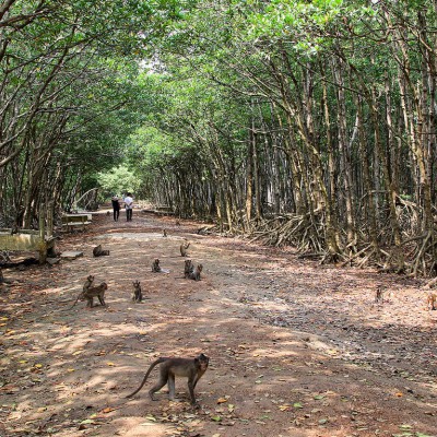 FULL DAY GROUP TOUR: SAIGON - CAN GIO ECOLOGIC AND MONKEY