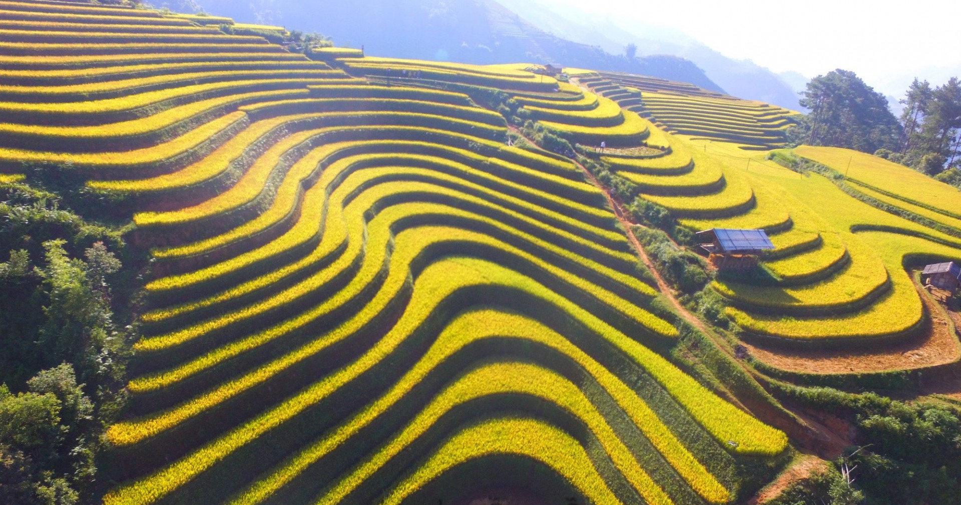 Mu Cang Chai Rice Terrace