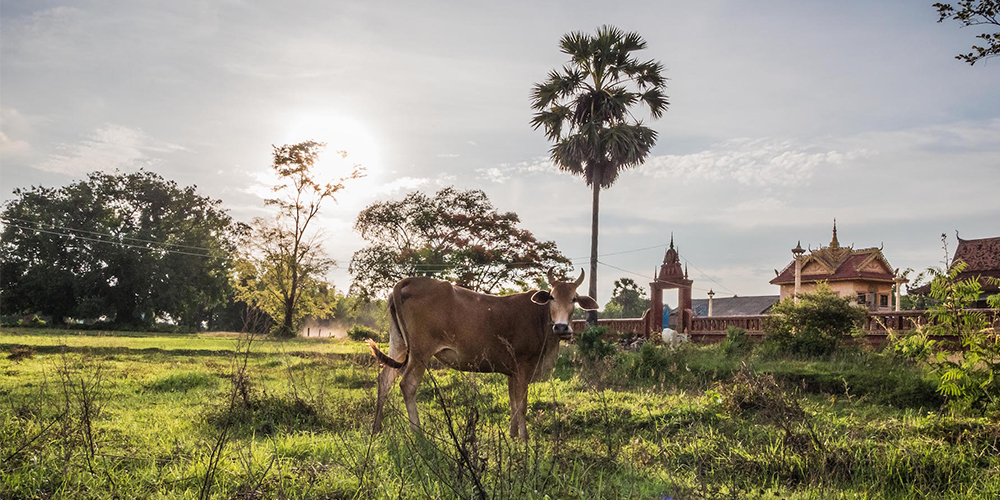 3011 Kratie Province 01