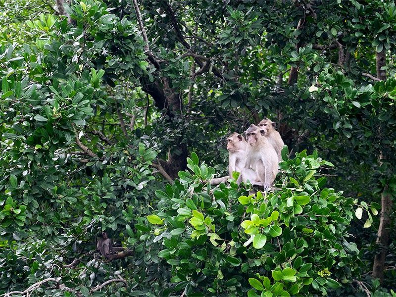 can gio mangrove forest 800x600 1534924170
